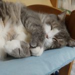 我が家のネコ